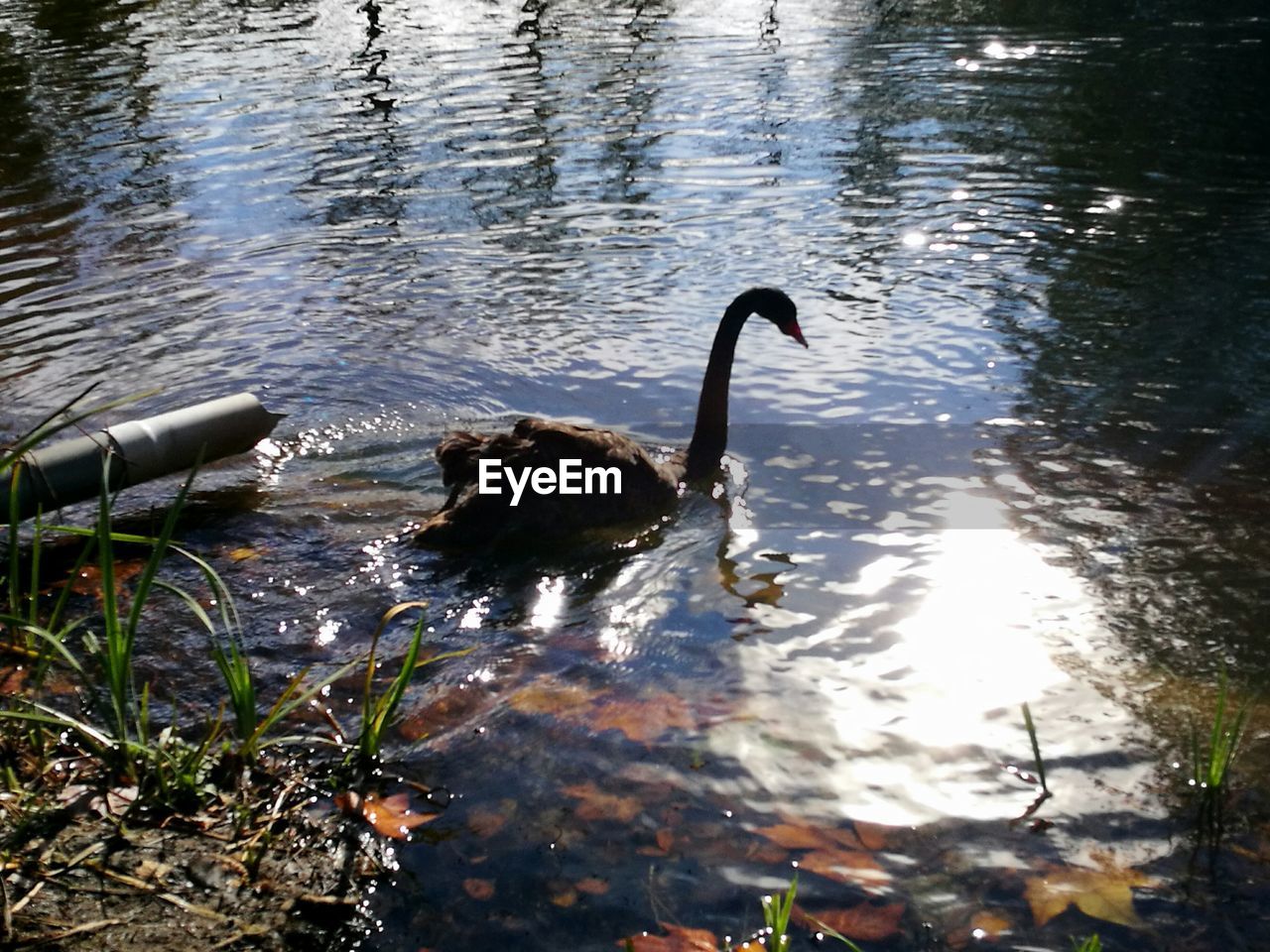 SWANS SWIMMING ON LAKE