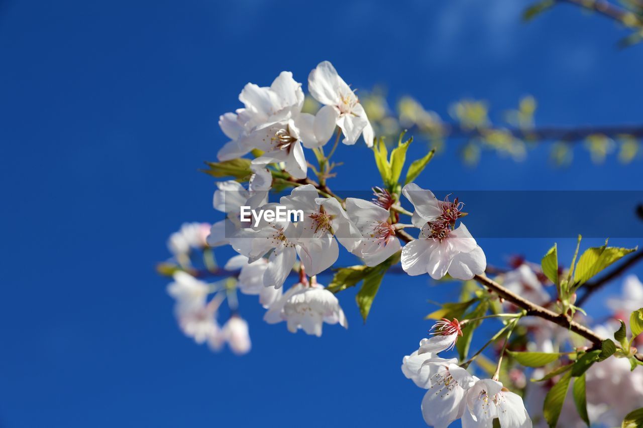 CLOSE-UP OF CHERRY BLOSSOMS AGAINST BLUE SKY