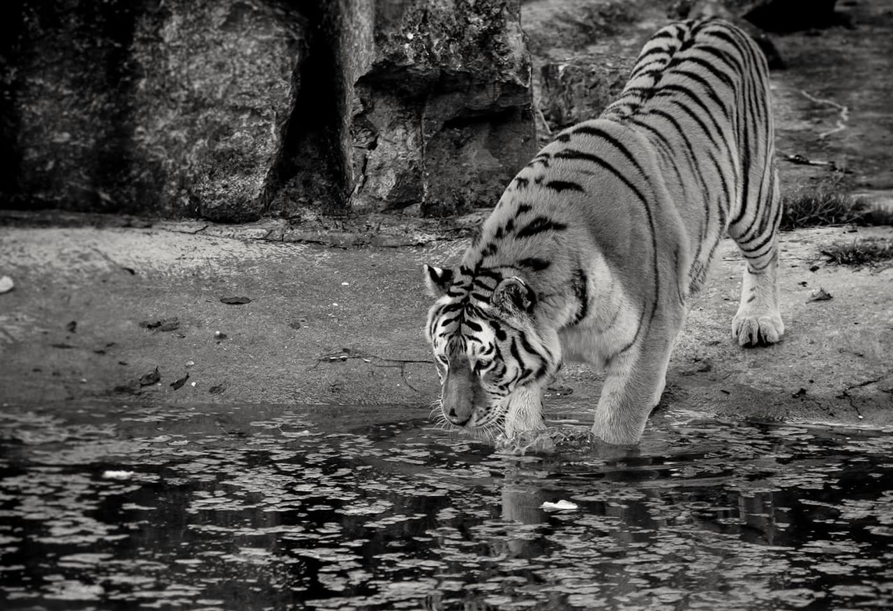 ZEBRA DRINKING WATER