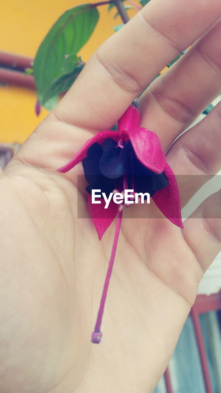 CLOSE-UP OF WOMAN HOLDING FLOWER IN HAND