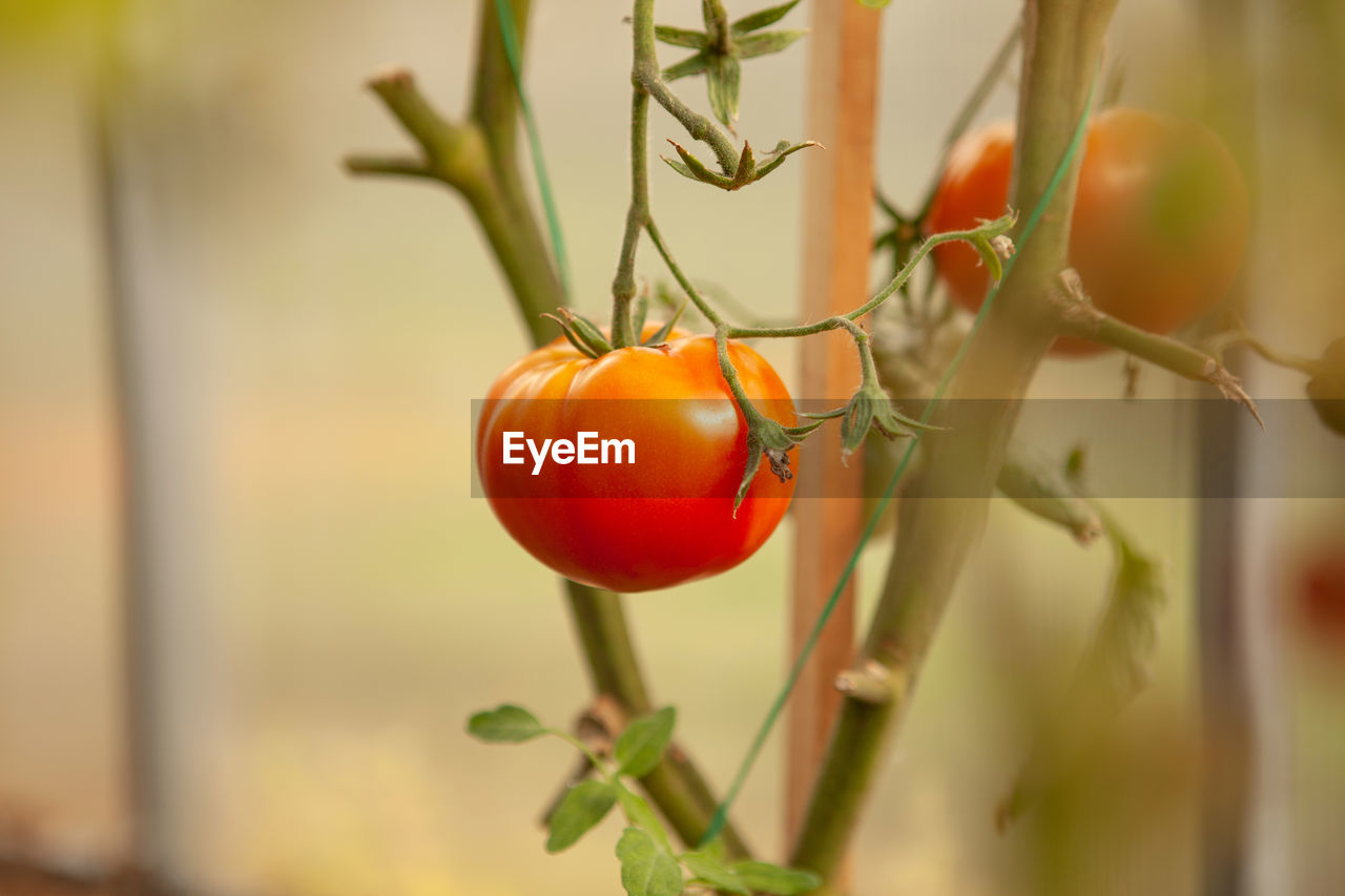 CLOSE-UP OF TOMATOES