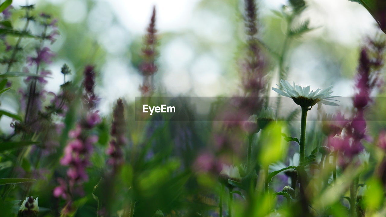 plant, flower, flowering plant, beauty in nature, nature, freshness, growth, selective focus, green, meadow, environment, land, purple, no people, close-up, landscape, field, grass, summer, wildflower, outdoors, fragility, tree, springtime, macro photography, blossom, sky, botany, tranquility, plant part, multi colored, social issues, flowerbed, defocused, leaf, plain, medicine, garden, front or back yard, day, environmental conservation, scenics - nature, flower head, food, herb, pink, non-urban scene, inflorescence, food and drink, forest, ornamental garden, sunlight, rural scene