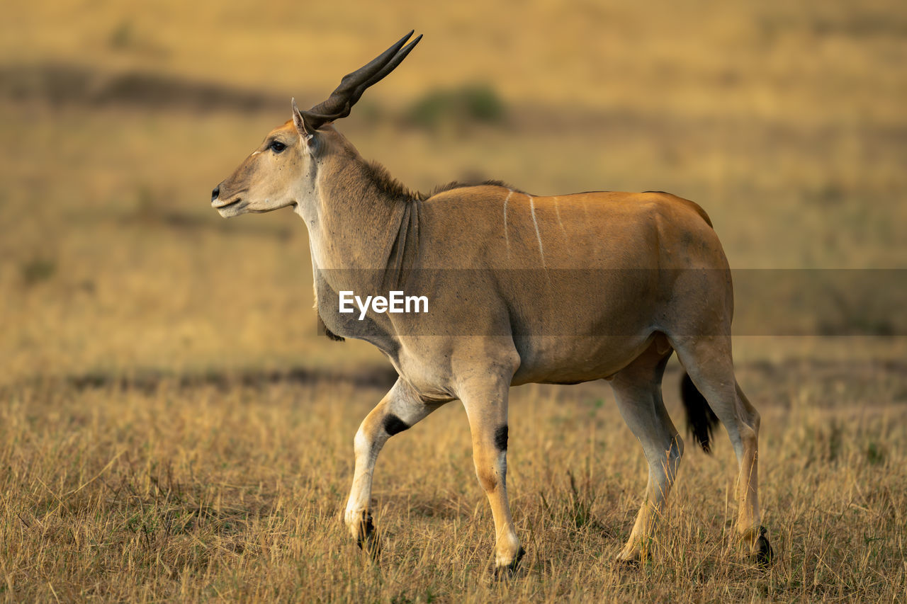 side view of deer on field