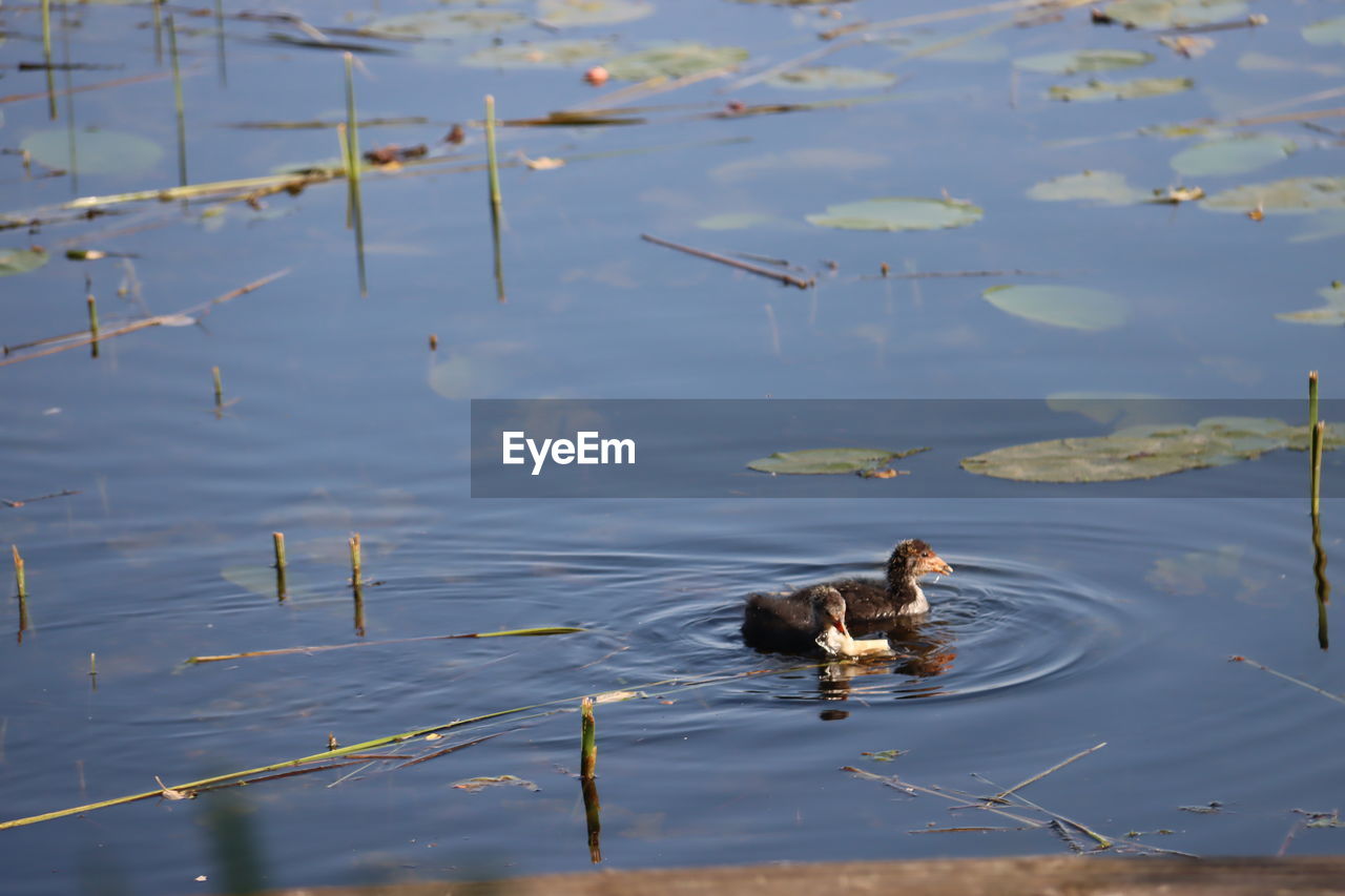 duck swimming on lake