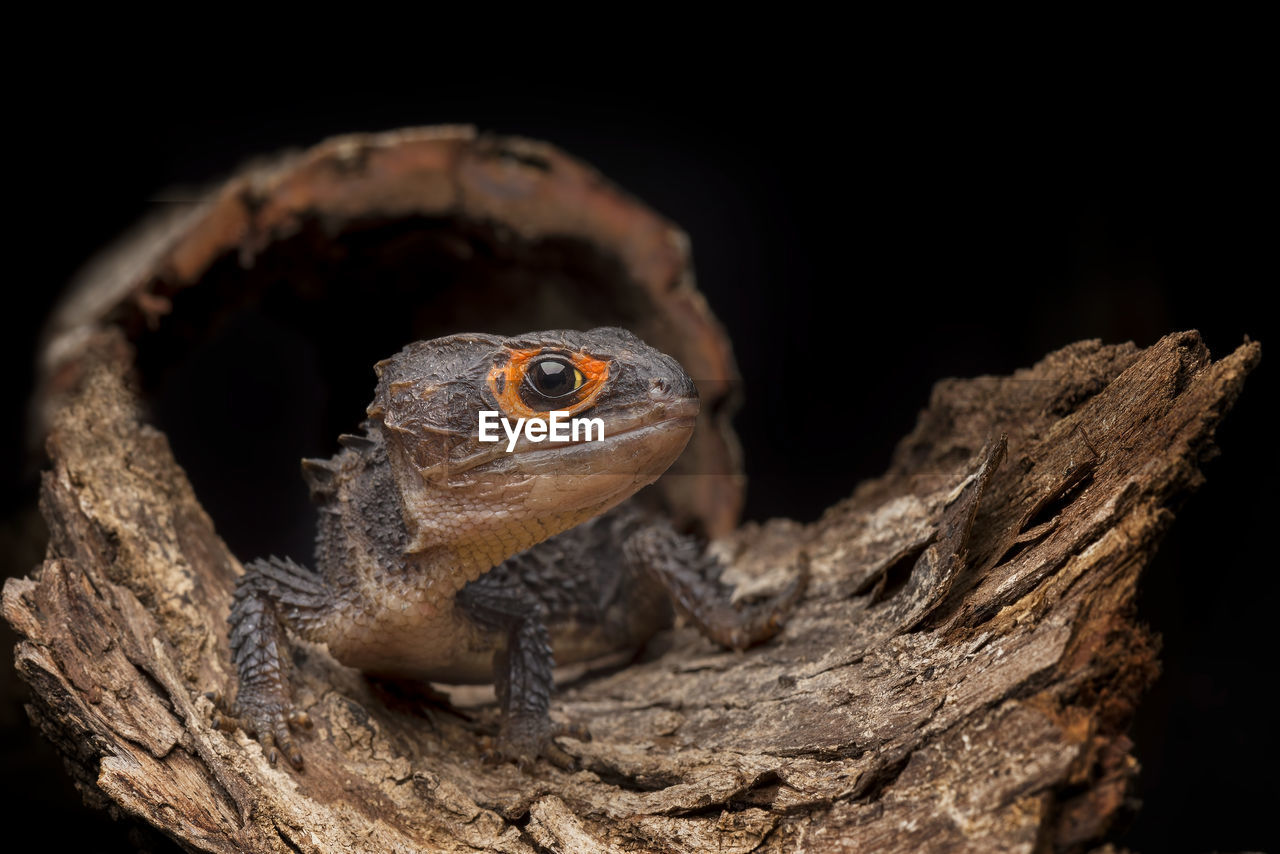 CLOSE-UP OF LIZARD ON WOOD