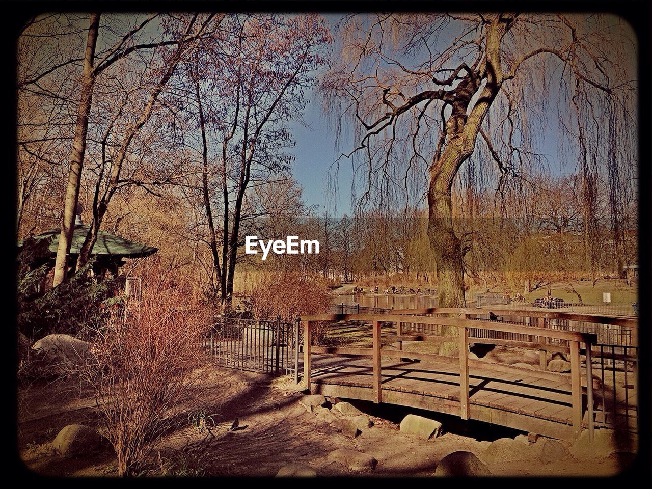 Trees growing in park during sunny day