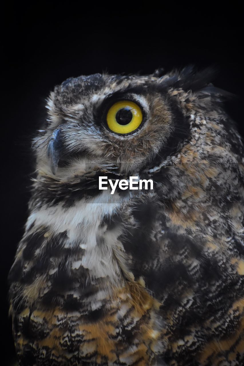 CLOSE-UP PORTRAIT OF OWL OUTDOORS