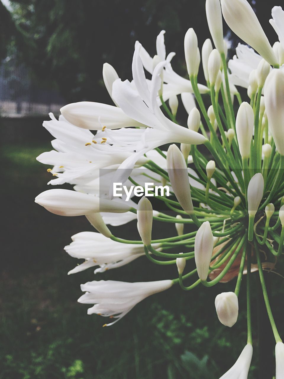 CLOSE-UP OF WHITE FLOWERS BLOOMING OUTDOORS