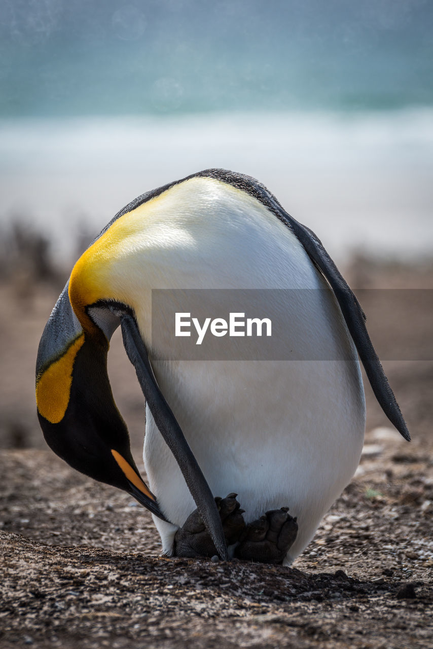 Close-up of penguin at beach