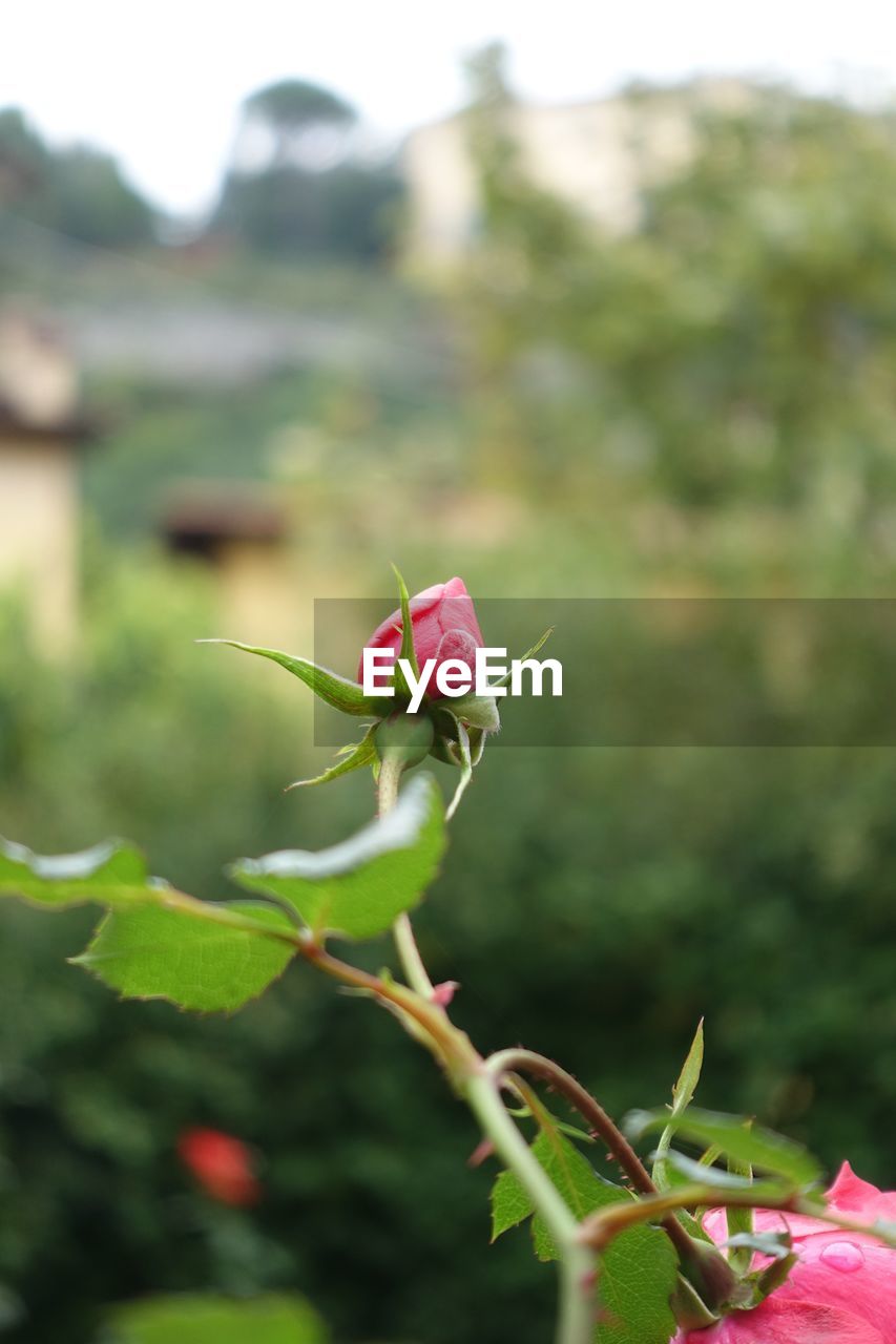 CLOSE-UP OF PINK ROSE FLOWER BUD