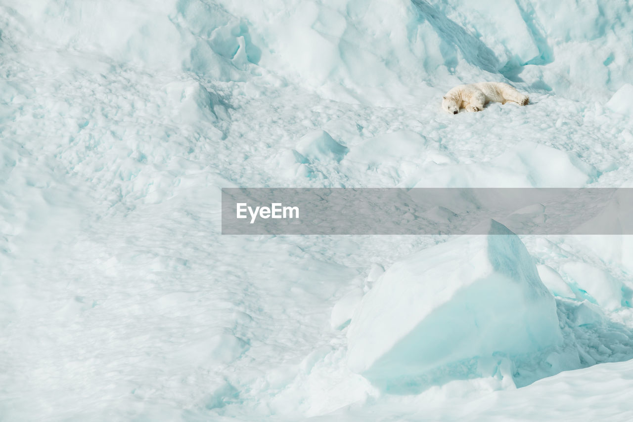 Polar bear resting on an iceberg in the arctic wild