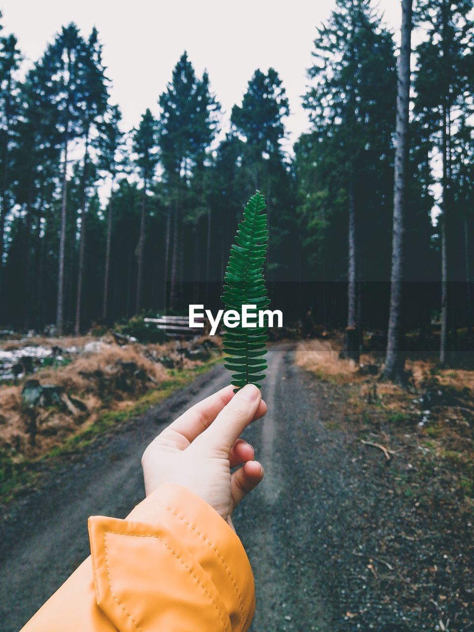 Cropped hand of woman holding leaves on road in forest