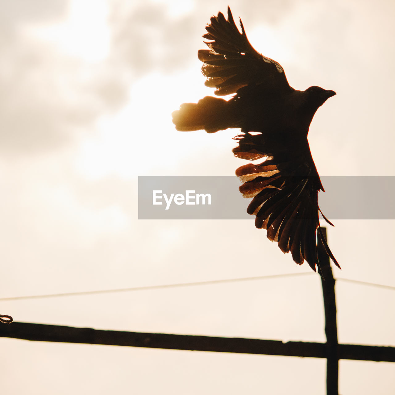 LOW ANGLE VIEW OF EAGLE FLYING