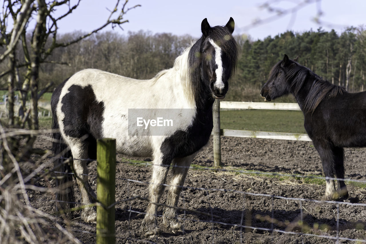 Horses standing in ranch