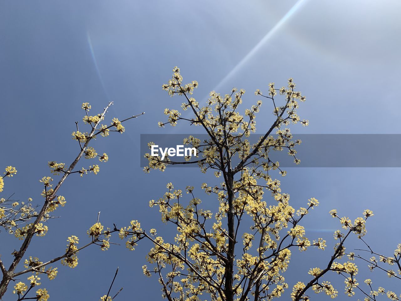LOW ANGLE VIEW OF FLOWERING PLANT AGAINST CLEAR SKY