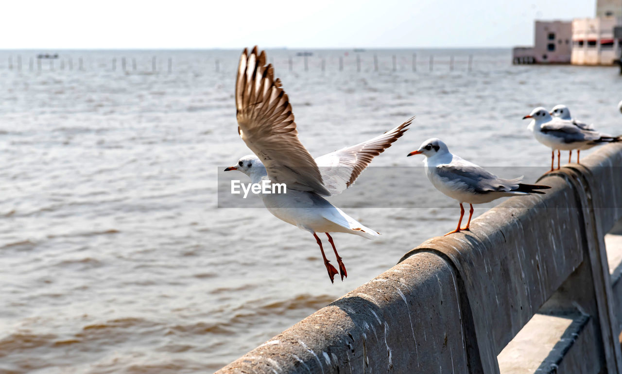bird, animal wildlife, animal, animal themes, wildlife, group of animals, water, sea, seagull, flying, nature, spread wings, gull, day, seabird, beach, no people, outdoors, focus on foreground, pier, two animals, sky, sunlight, beauty in nature