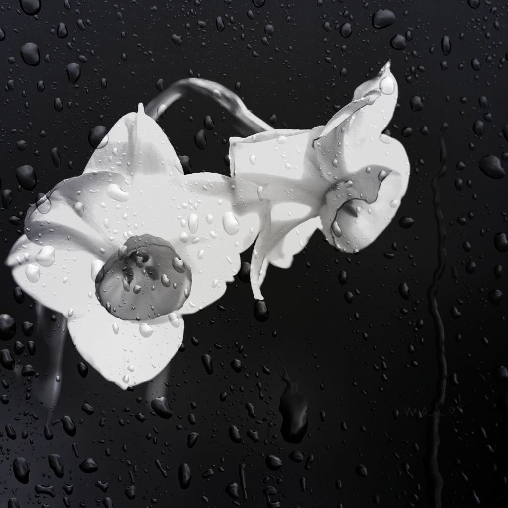 Close-up of water drops on flower