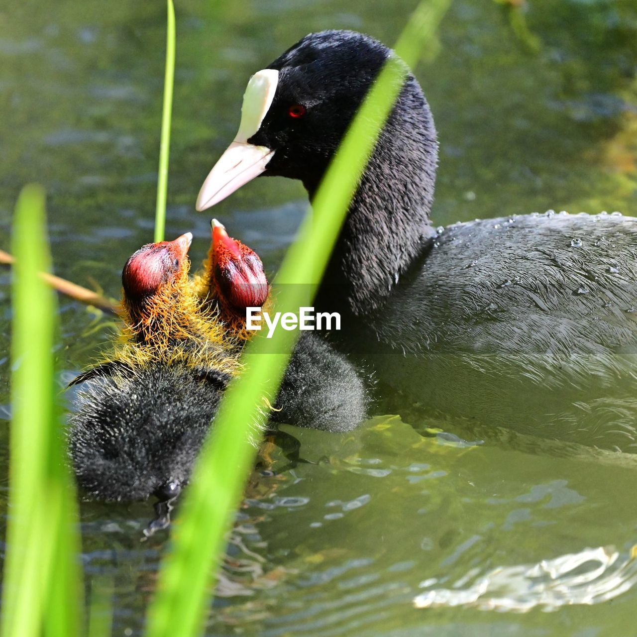 animal themes, animal, bird, animal wildlife, wildlife, water bird, water, beak, duck, lake, ducks, geese and swans, nature, black swan, no people, one animal, swimming, day, green, outdoors, animal body part, poultry