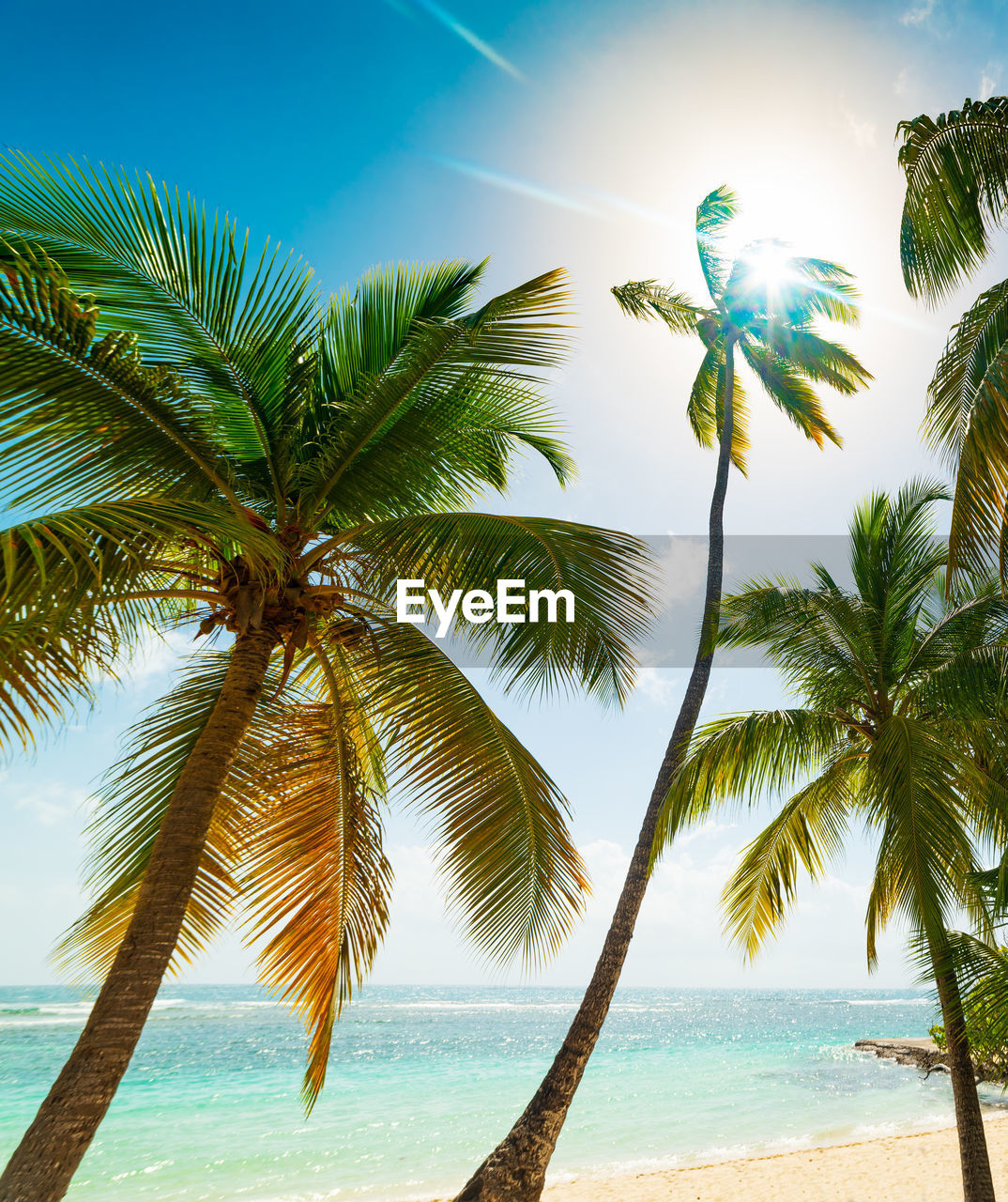 PALM TREES AGAINST SKY AT BEACH