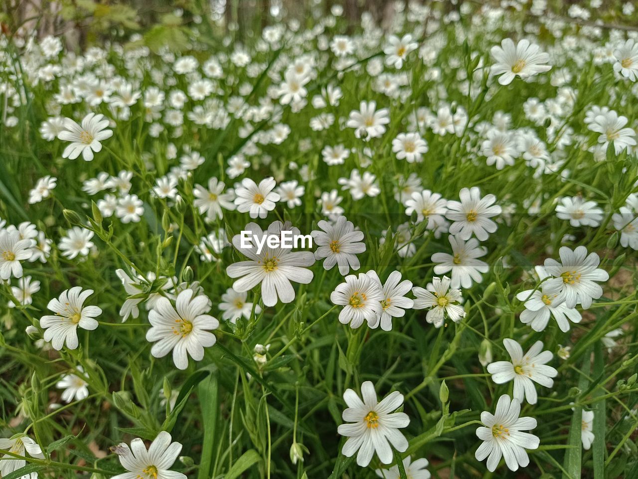 flower, flowering plant, plant, freshness, beauty in nature, fragility, white, growth, petal, flower head, meadow, nature, close-up, inflorescence, field, daisy, no people, grass, green, land, day, tanacetum parthenium, wildflower, springtime, botany, outdoors, lawn, high angle view, focus on foreground, garden cosmos, herb