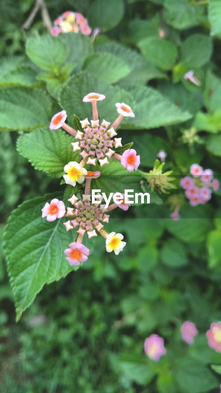 CLOSE-UP OF FLOWERS