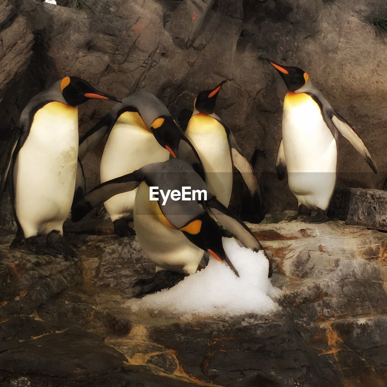 View of penguins in water
