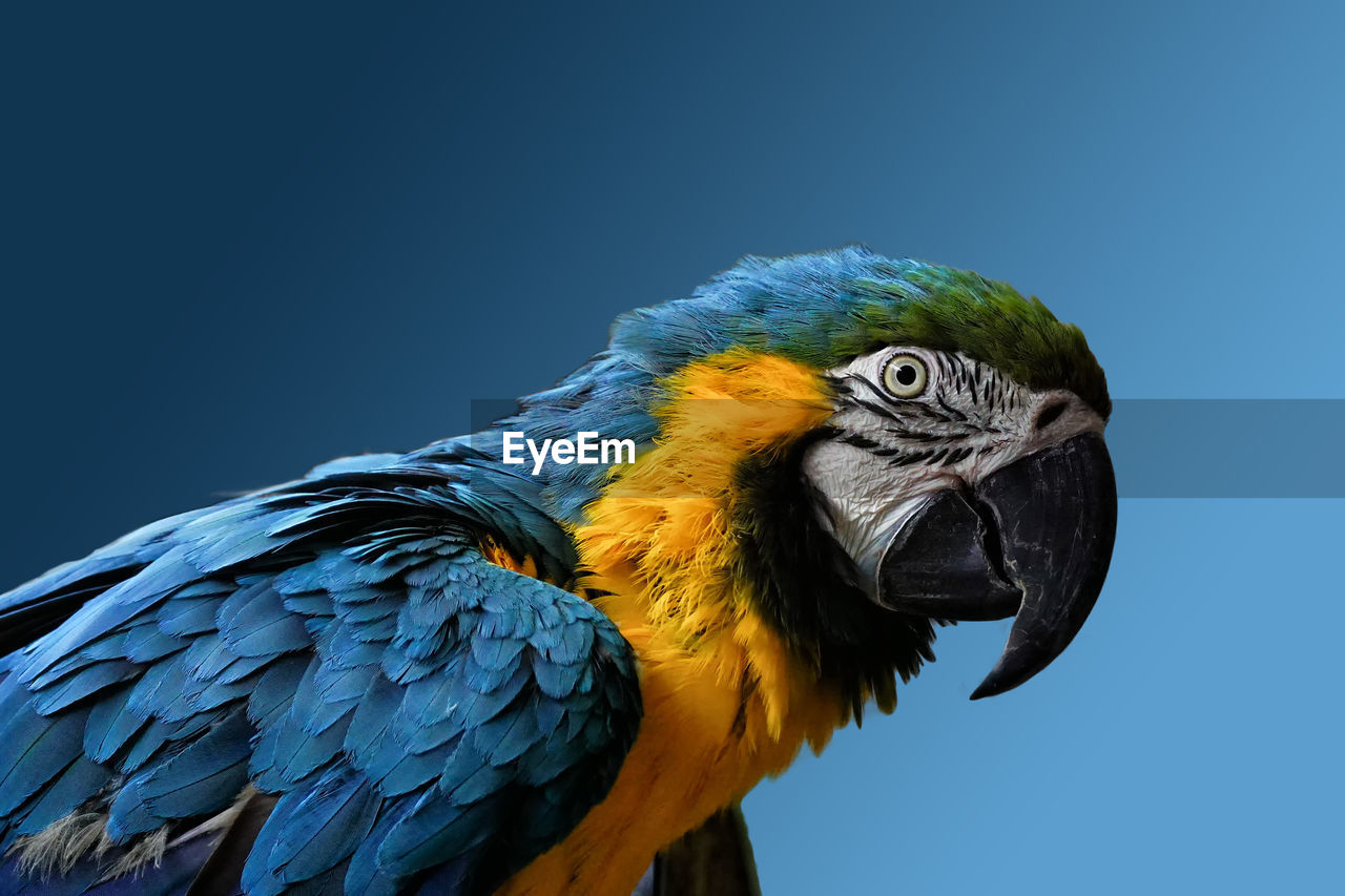 Close-up of gold and blue macaw against blue background