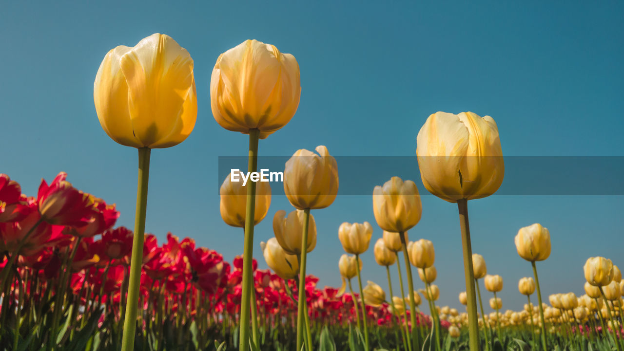 Yellow tulips growing in field against clear sky