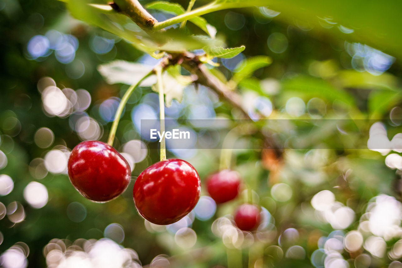 Close-up of cherries growing on tree