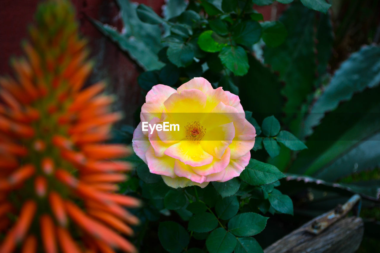 CLOSE-UP OF YELLOW FLOWERS BLOOMING