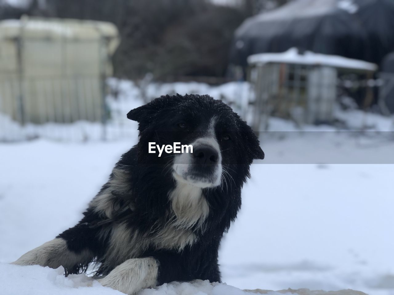 PORTRAIT OF DOG ON SNOW COVERED LANDSCAPE