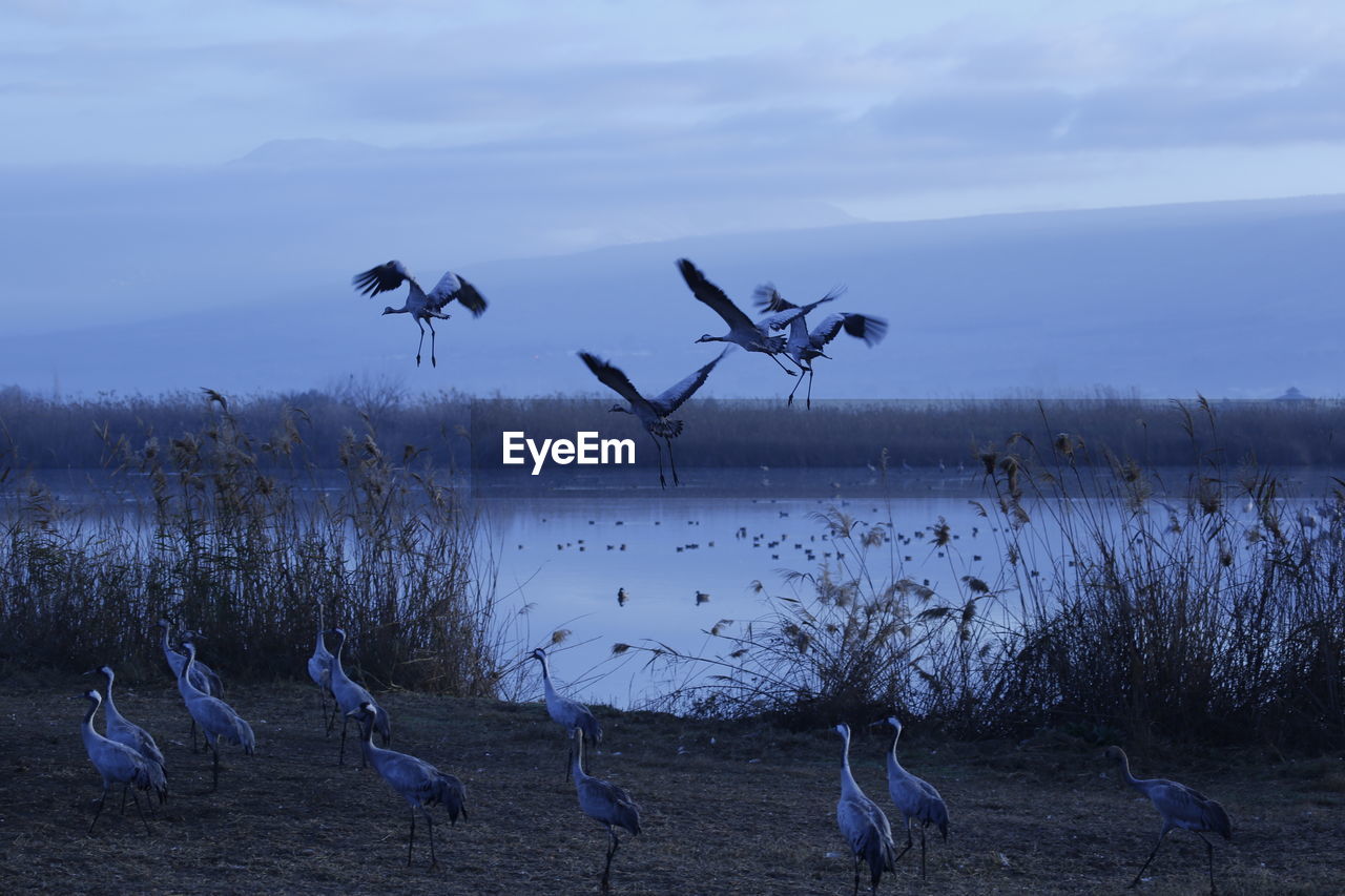 Birds flying over lake against sky during winter