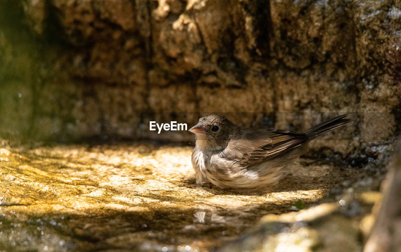 Bathing female blue black grassquit bird volatinia jacarina in a water fountain in mexico.