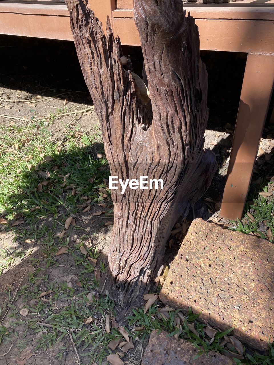 HIGH ANGLE VIEW OF TREE TRUNK