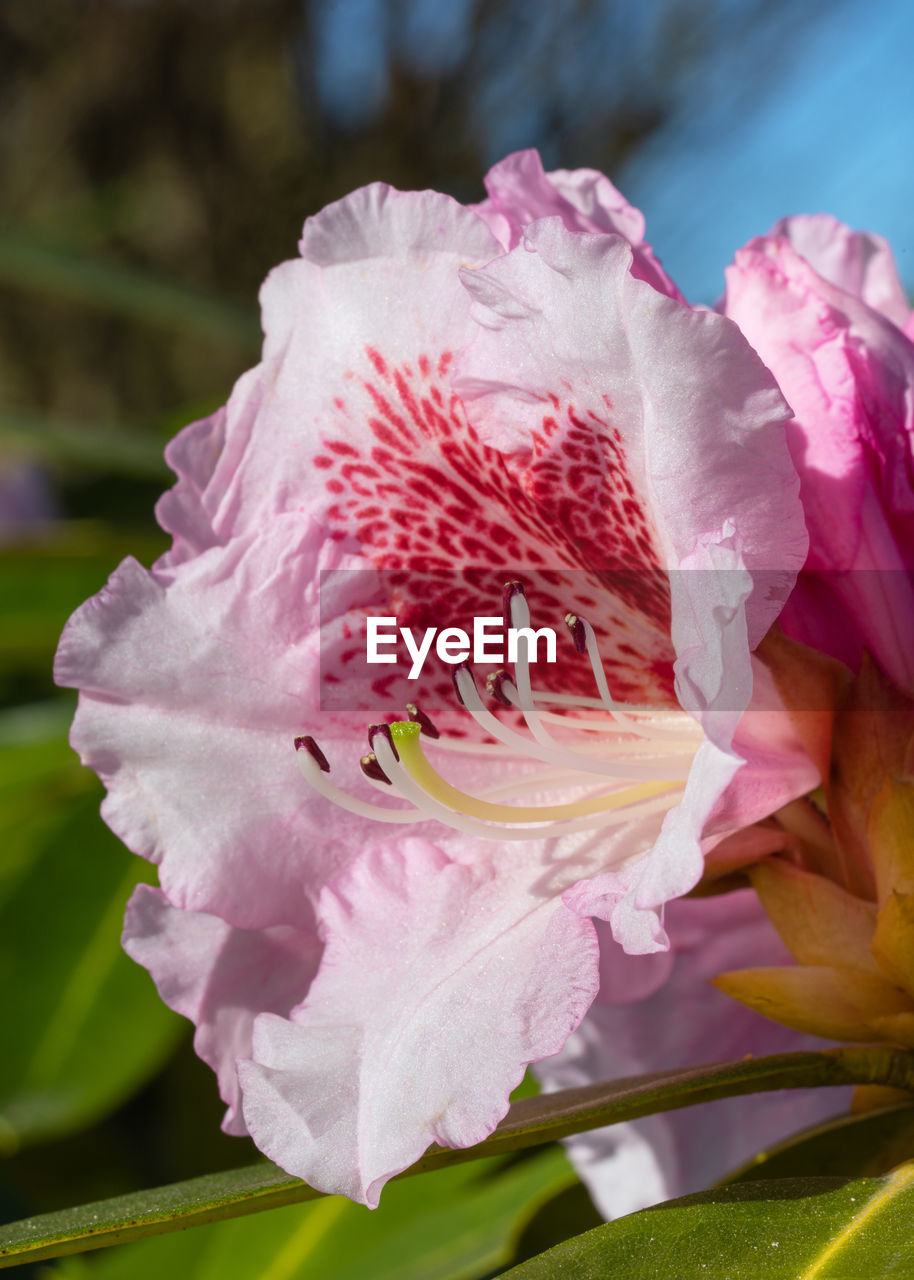 Rhododendron hybrid belami