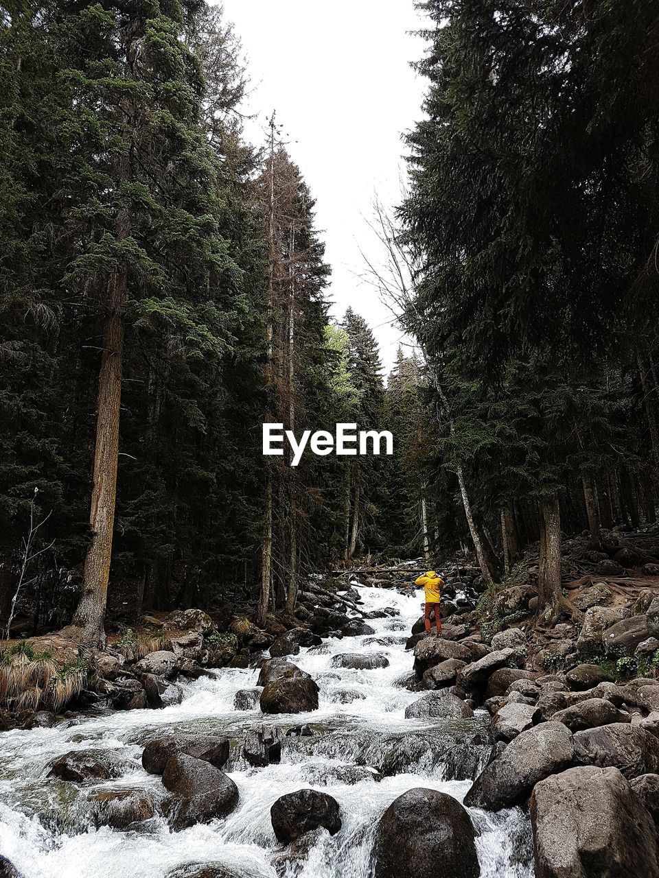 Scenic view of river in forest against sky