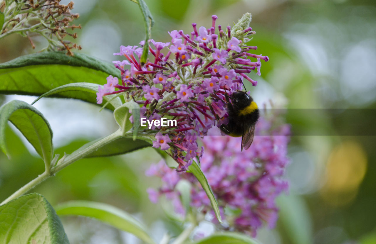 CLOSE-UP OF HONEY BEE ON PURPLE FLOWER