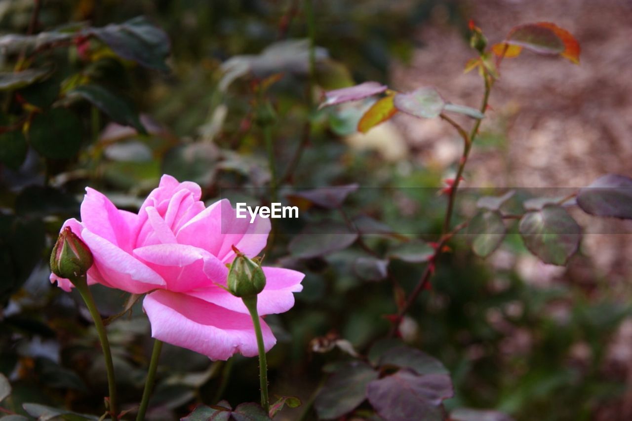 CLOSE-UP OF PINK ROSE FLOWER