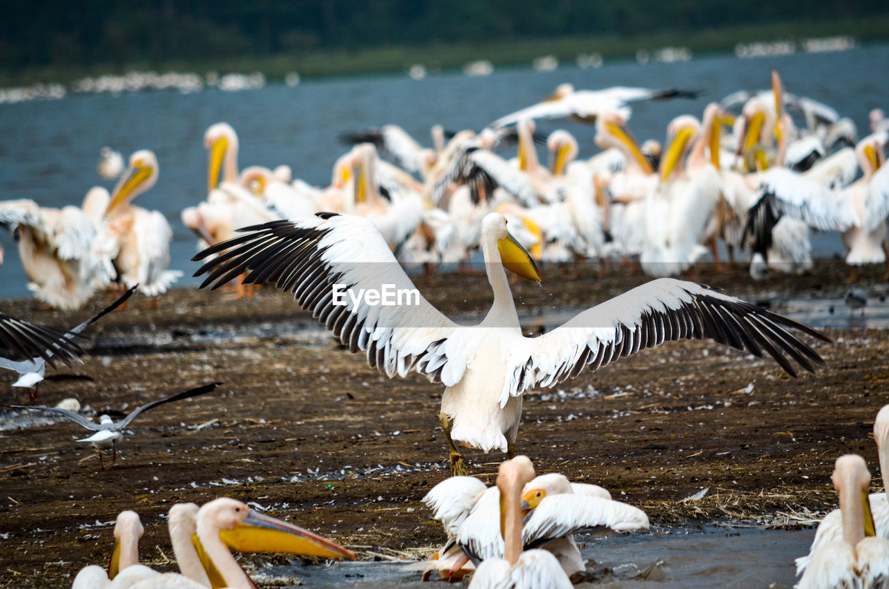 View of pelicans at lakeshore