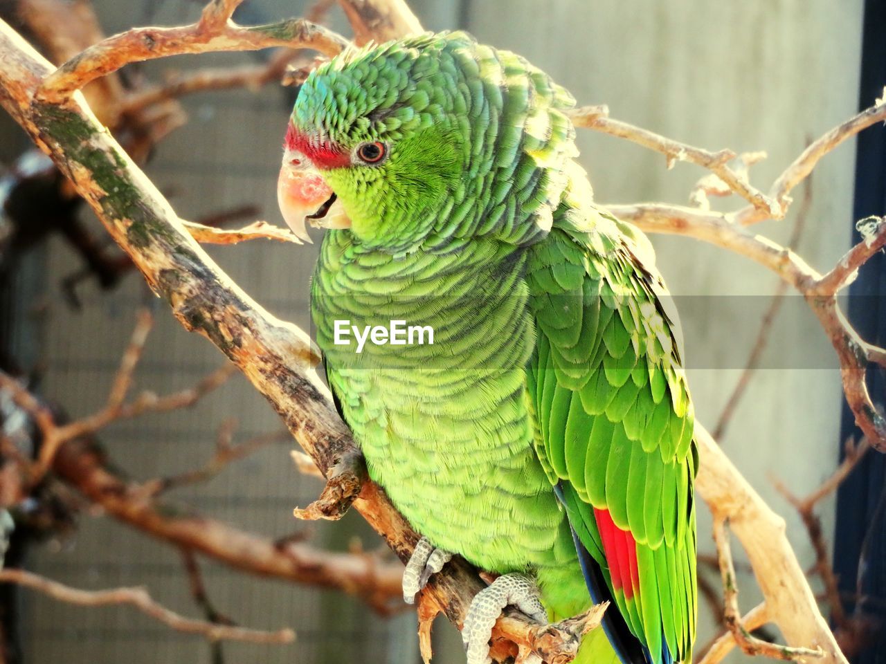 Close-up of parrot perching on branch