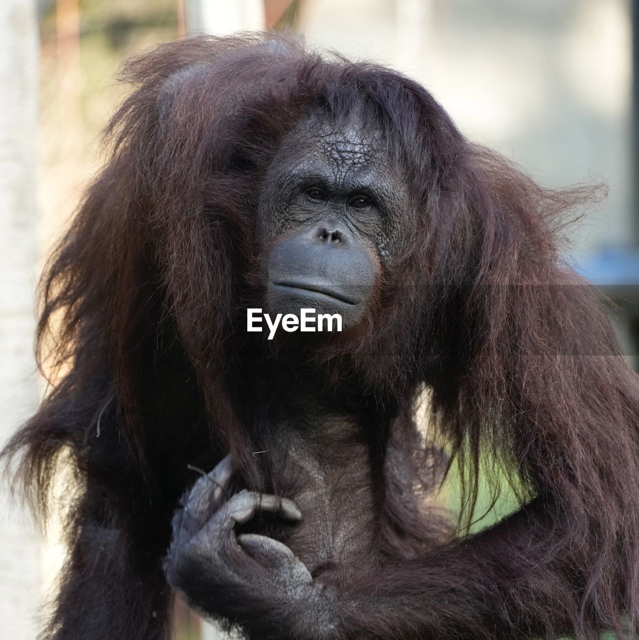 Close-up of an orangutan 
