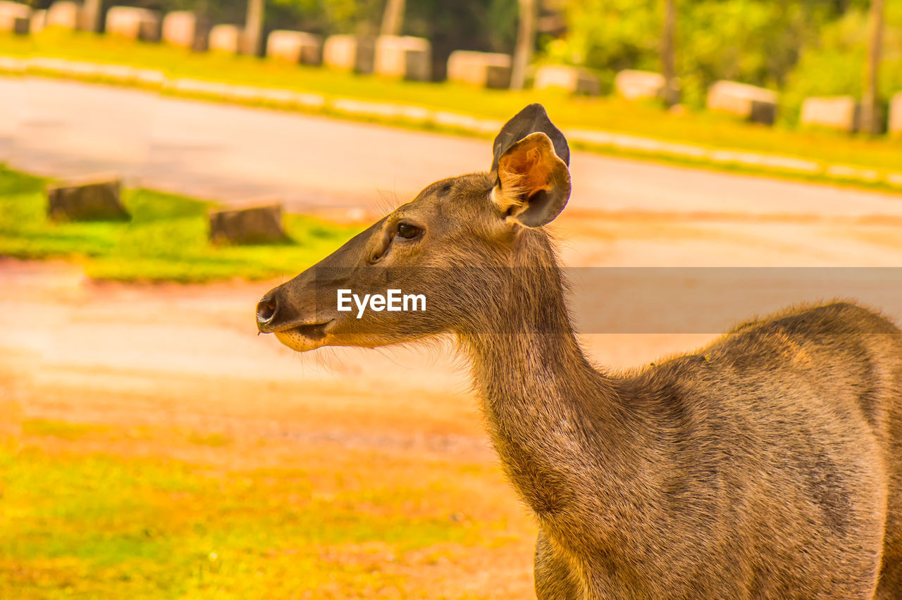 CLOSE-UP OF DEER ON A FIELD