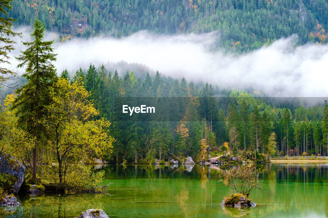 SCENIC VIEW OF LAKE IN FOREST