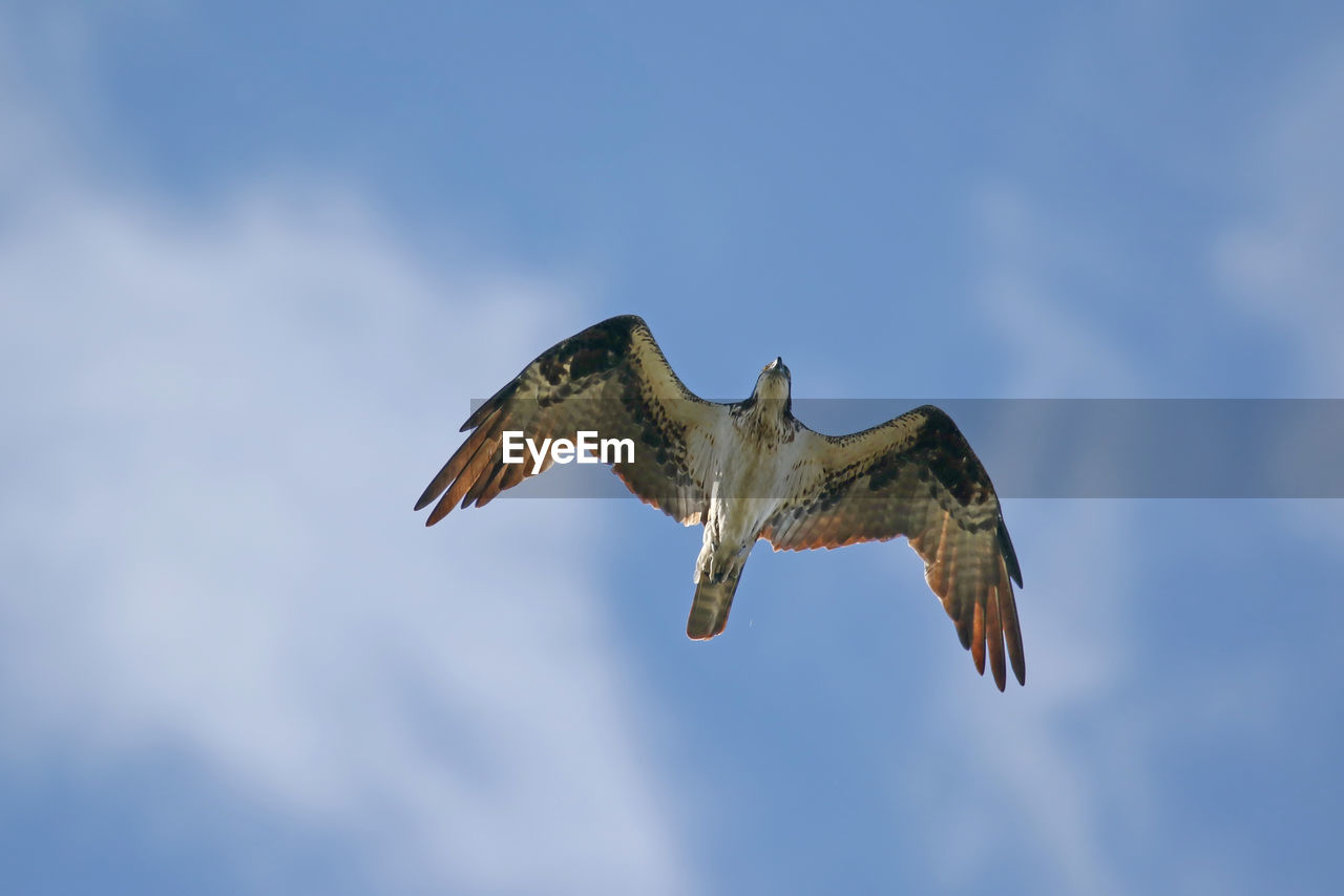 Low angle view of osprey flying against blue sky