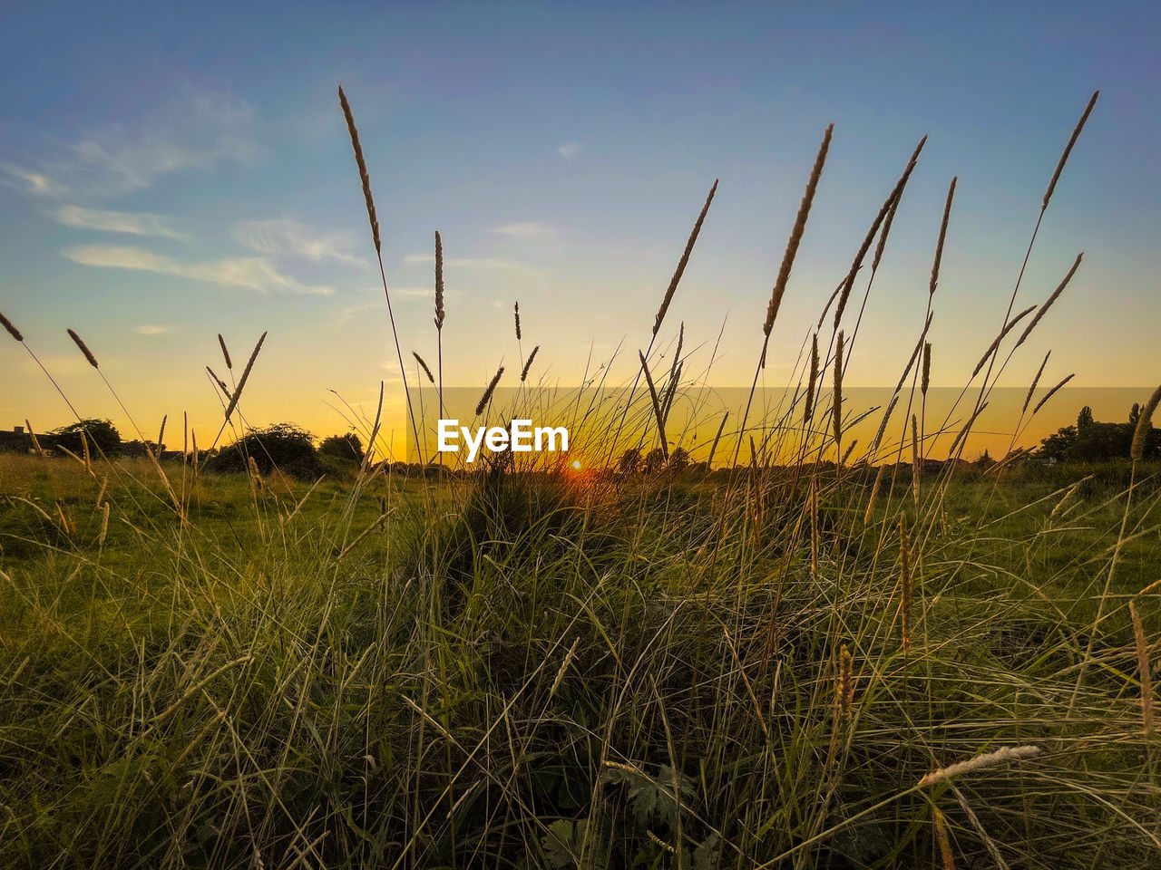 CROPS GROWING ON FIELD DURING SUNSET