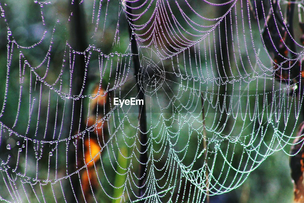 CLOSE-UP OF WET SPIDER WEB ON RAIN