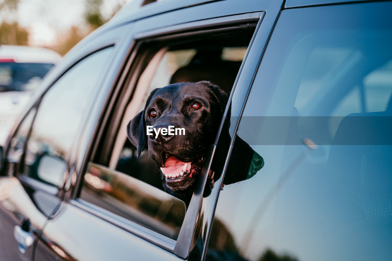 Close-up of dog in car