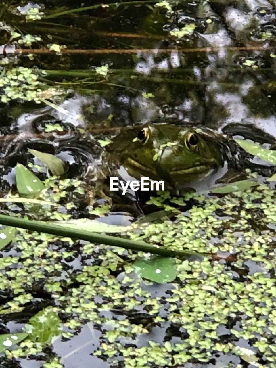 PLANTS IN LAKE