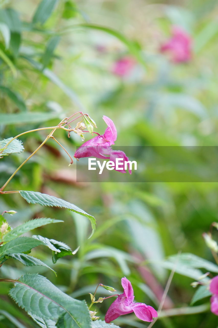 plant, beauty in nature, pink, flower, flowering plant, nature, freshness, close-up, plant part, leaf, growth, fragility, no people, tree, blossom, outdoors, animal, focus on foreground, animal themes, green, purple, wildflower, day, selective focus, animal wildlife, petal, springtime, environment, summer, insect