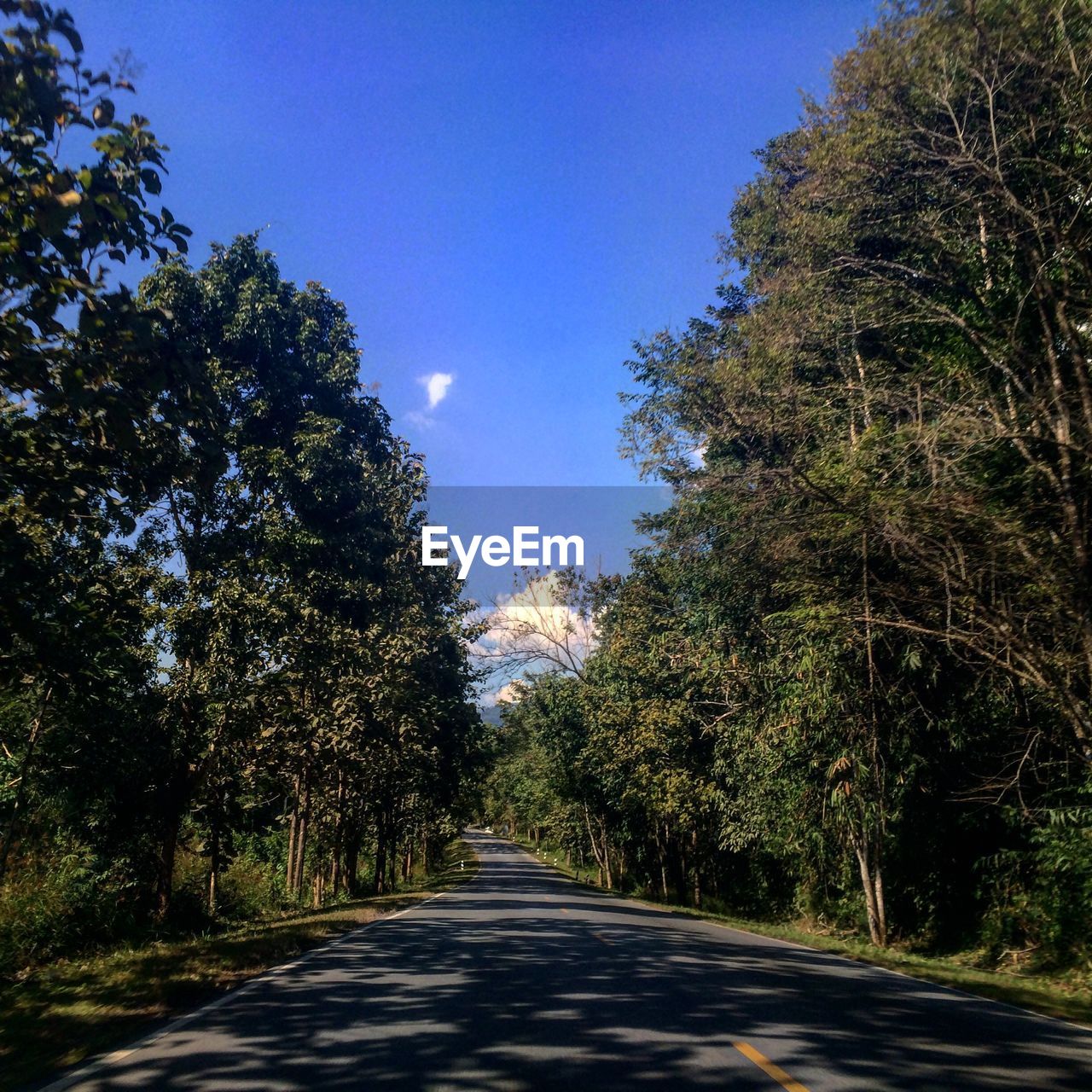 Empty road along trees